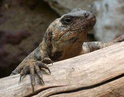 Image of San Esteban Island chuckwalla