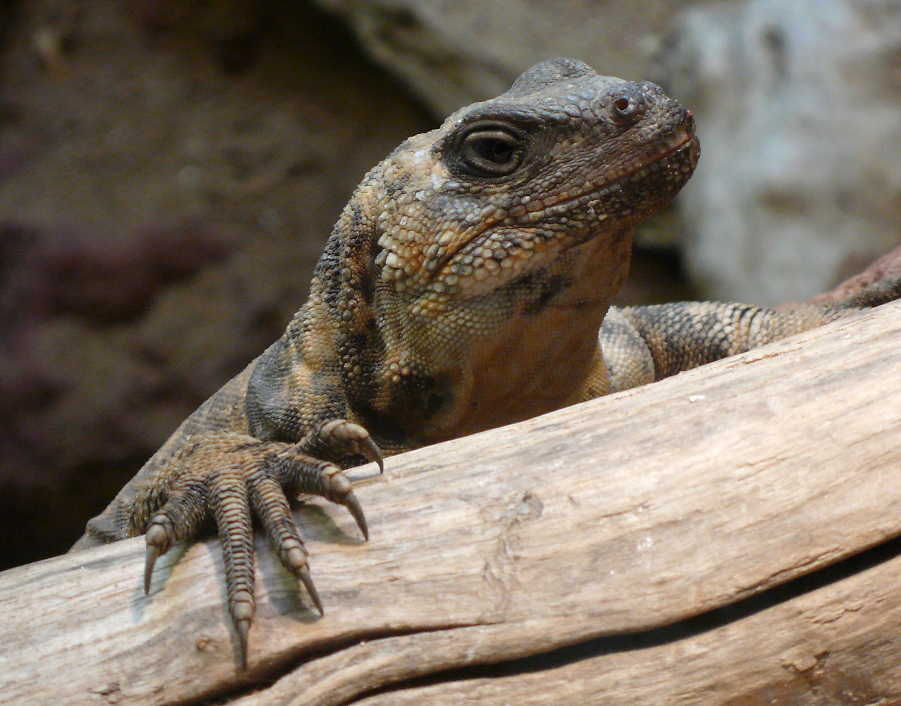 Image of San Esteban Island chuckwalla