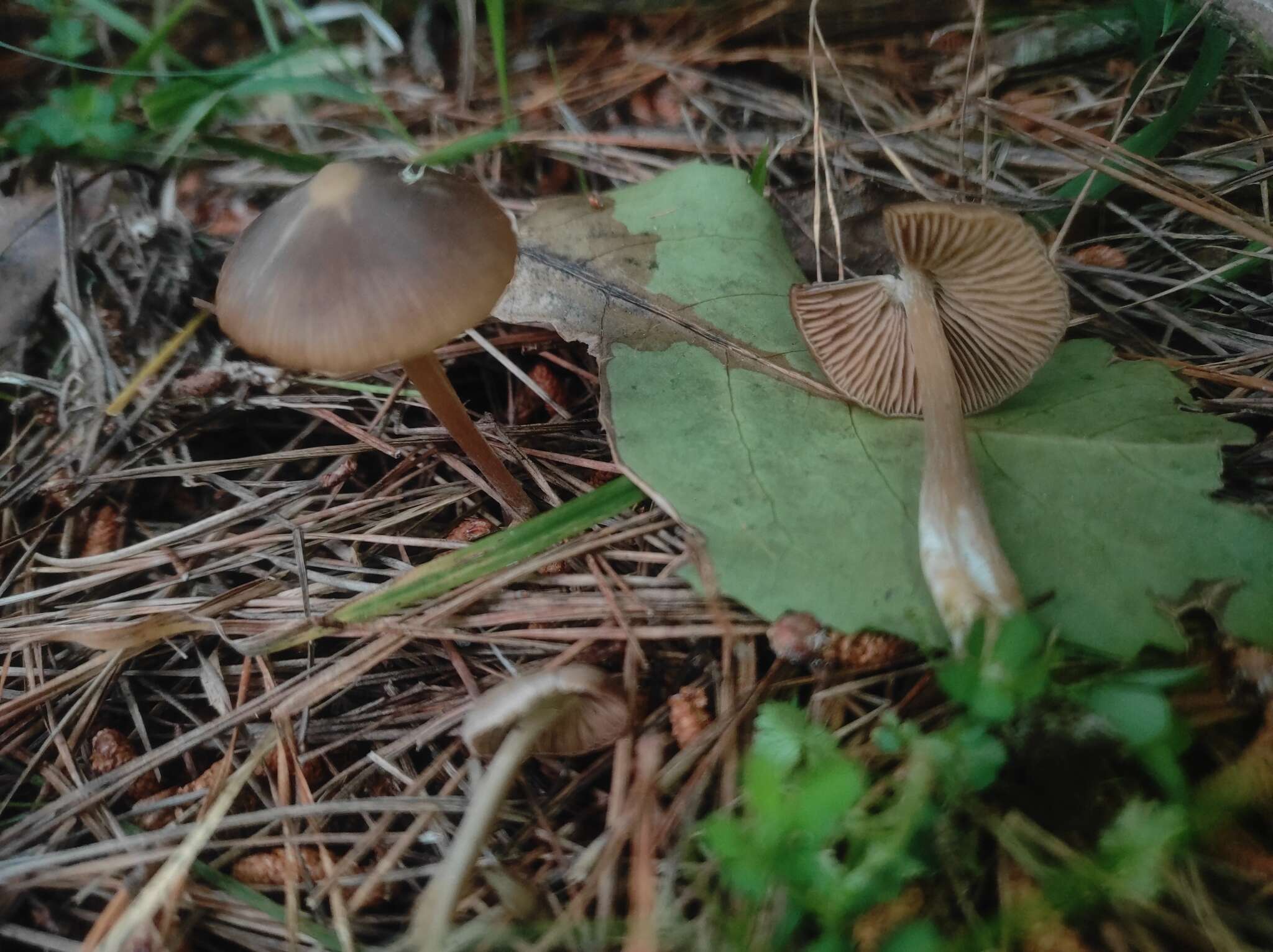 صورة Entoloma cuneatum (Bres.) M. M. Moser 1978