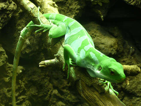 Image of Fiji iguanas