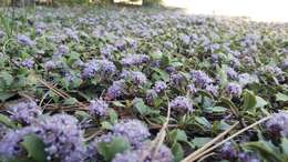 Image of Ceanothus divergens var. occidentalis (Mc Minn) D. O. Burge