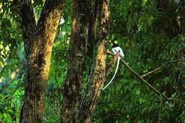 Image of Asian Paradise-Flycatcher