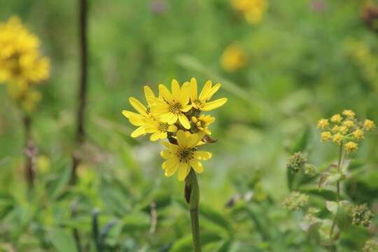 Image of Ligularia hodgsonii Hook.