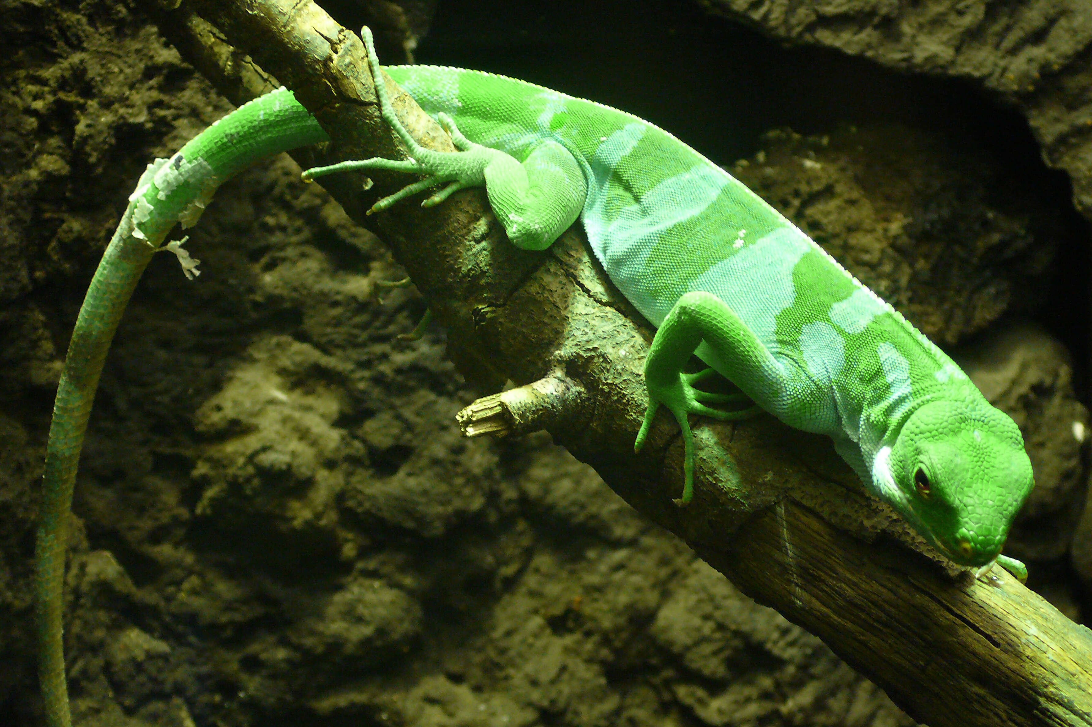 Image of Fiji iguanas