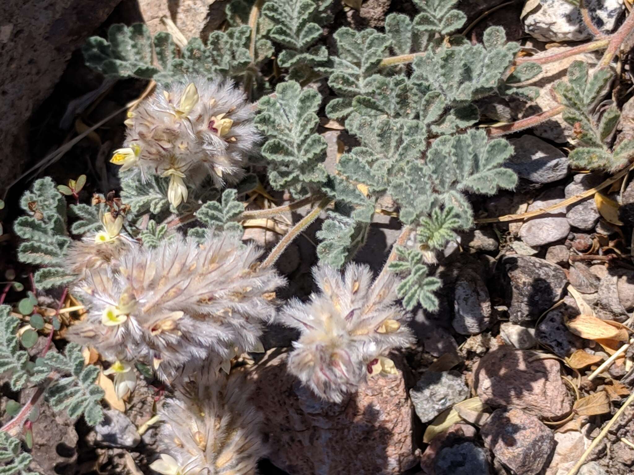 Image of downy prairie clover