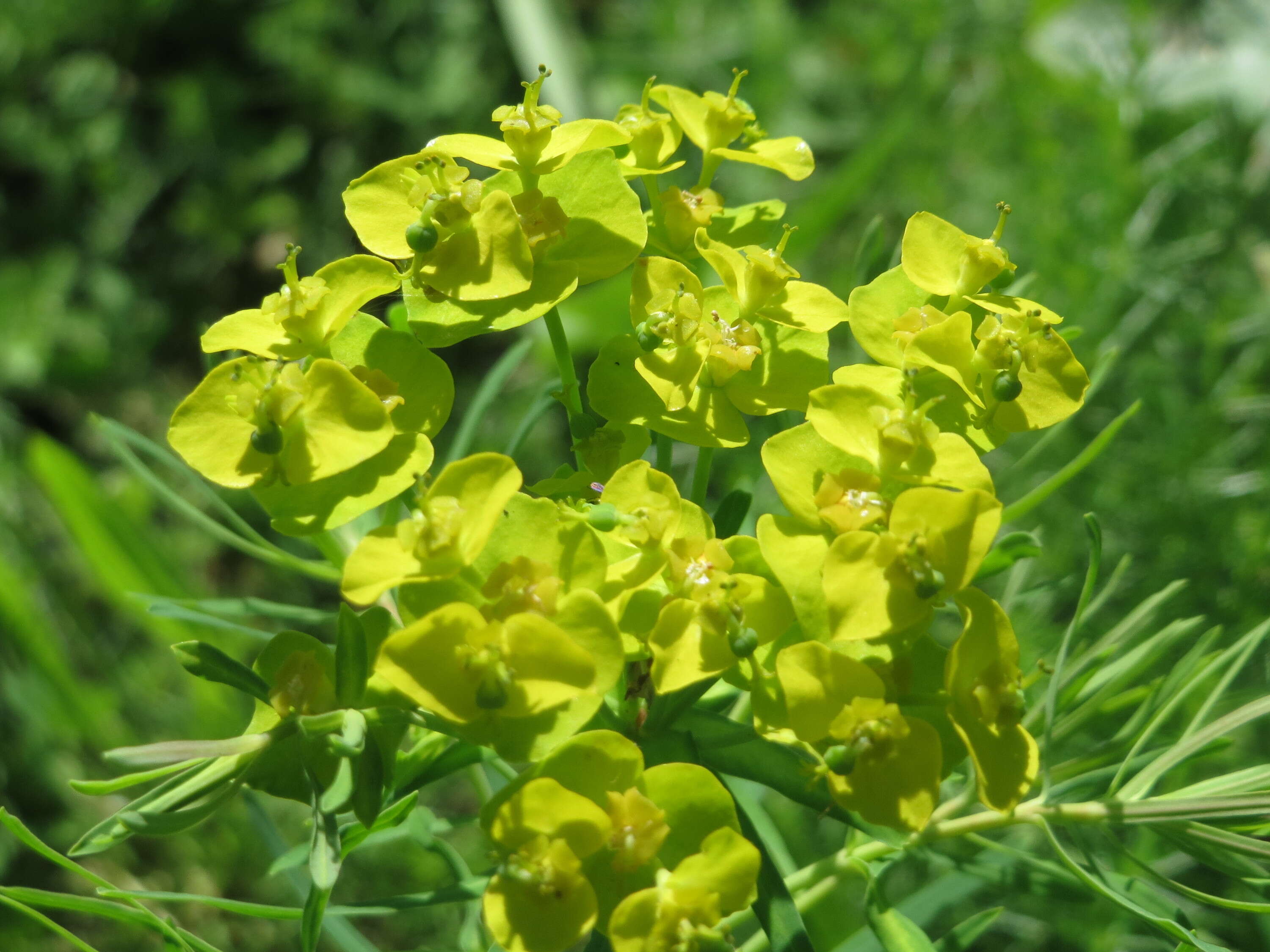 Image of Cypress Spurge