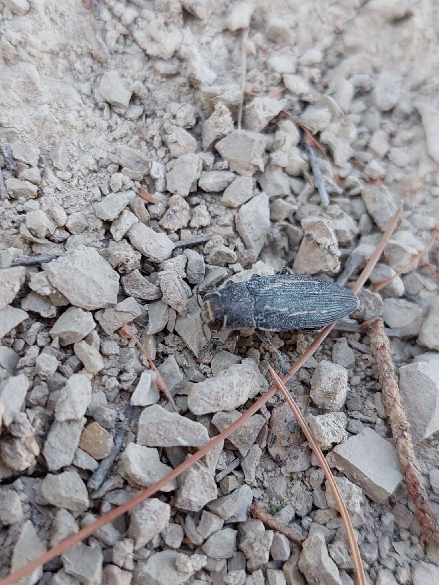 Image of Buprestis dalmatina Mannerheim 1837