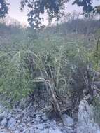 Image of Ficus petiolaris subsp. palmeri (S. Watson) Felger