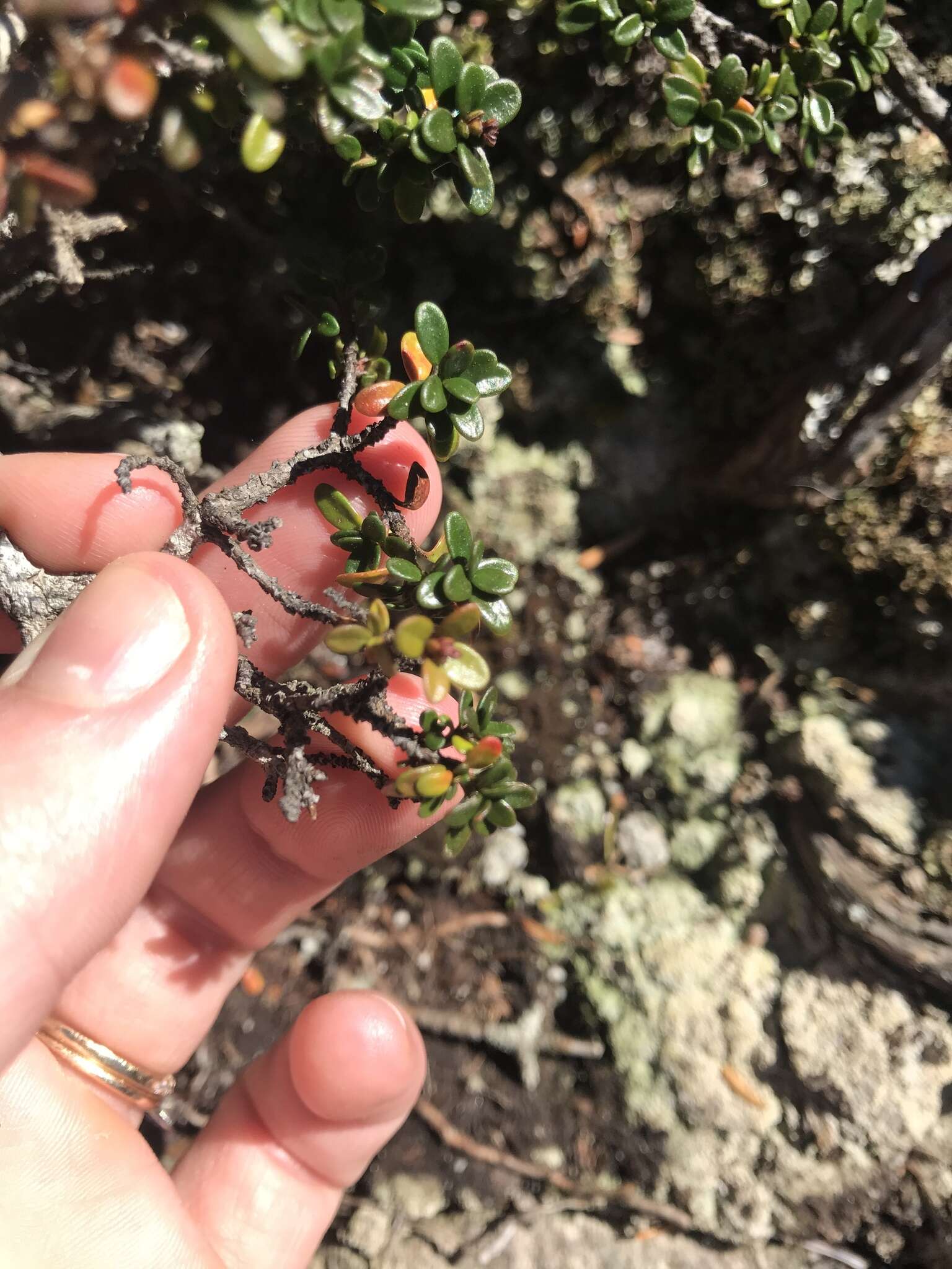 Image of Sand-Myrtle