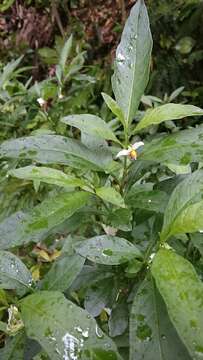 Image of Jerusalem Cherry