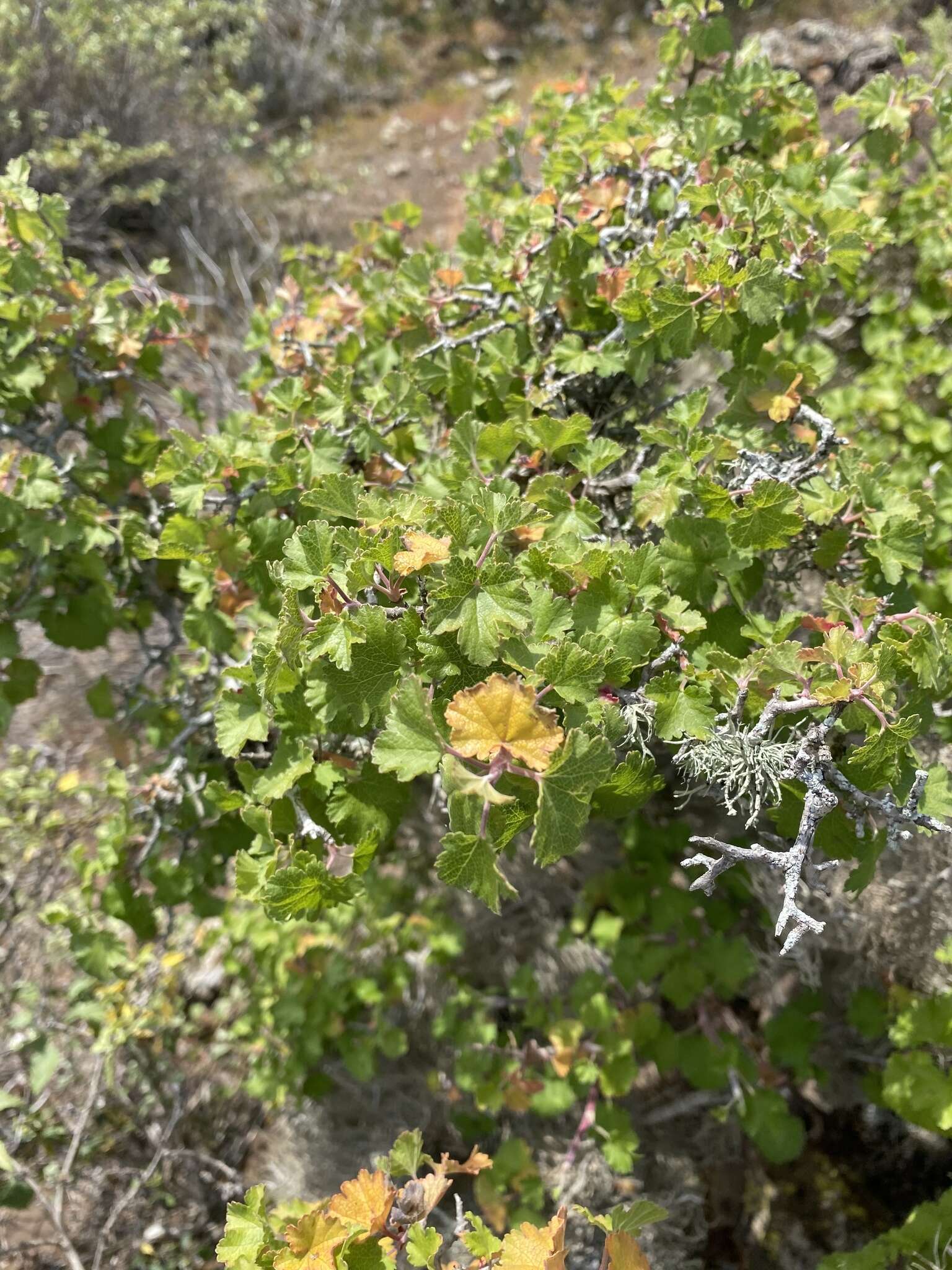 Image of Ribes tortuosum Benth.