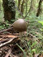 Image of Amanita albovolvata A. E. Wood 1997