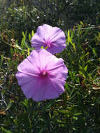 Слика од Ipomoea sagittata Poir.