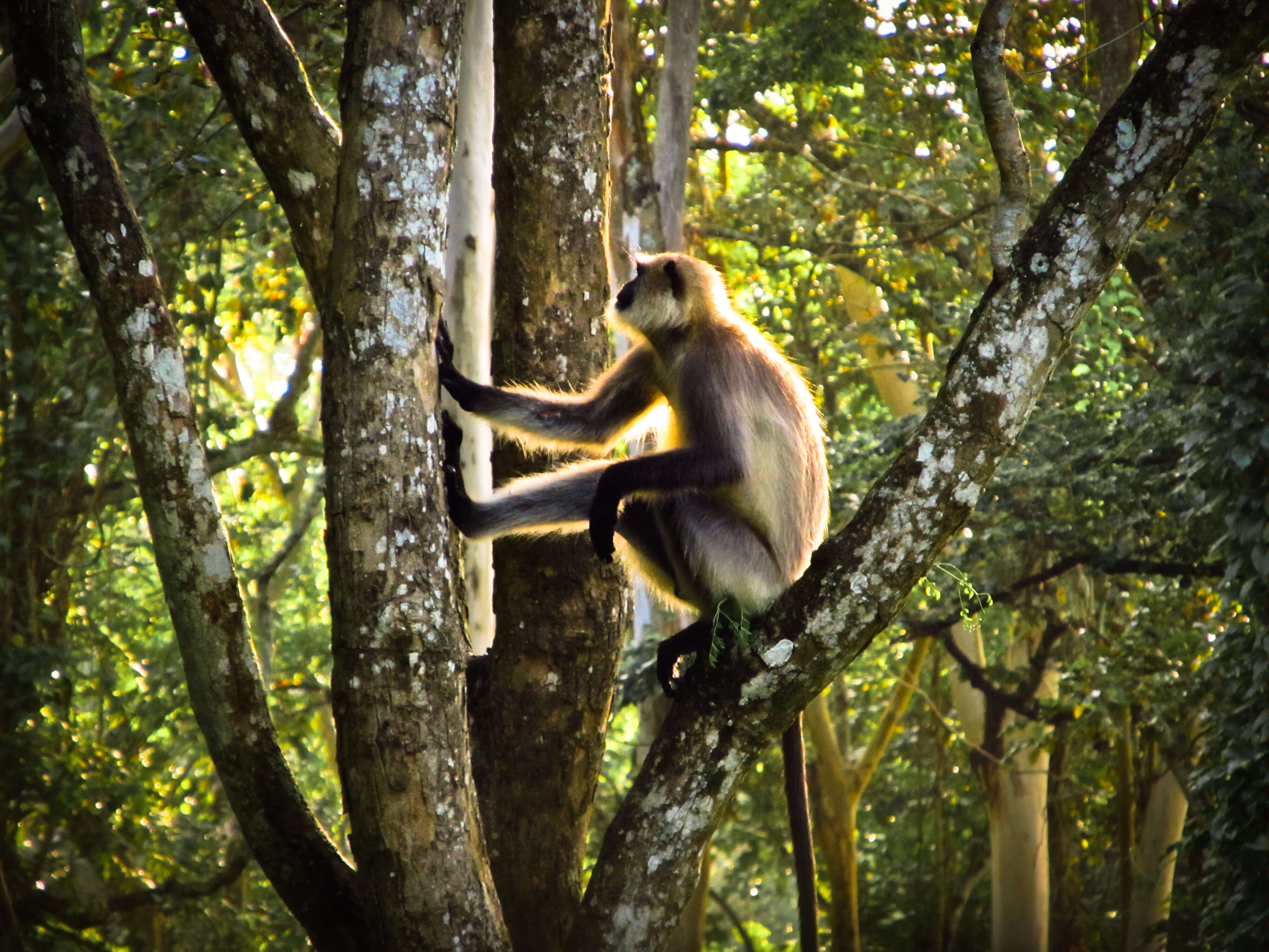 صورة Semnopithecus priam Blyth 1844