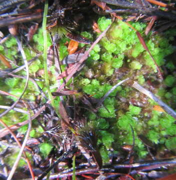 Image of Goebelobryum unguiculatum (Hook. fil. & Taylor) Grolle