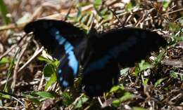 Image de Papilio oribazus Boisduval 1836