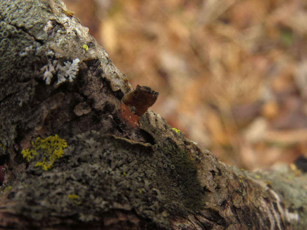 Image de Phaeophyscia ciliata (Hoffm.) Moberg