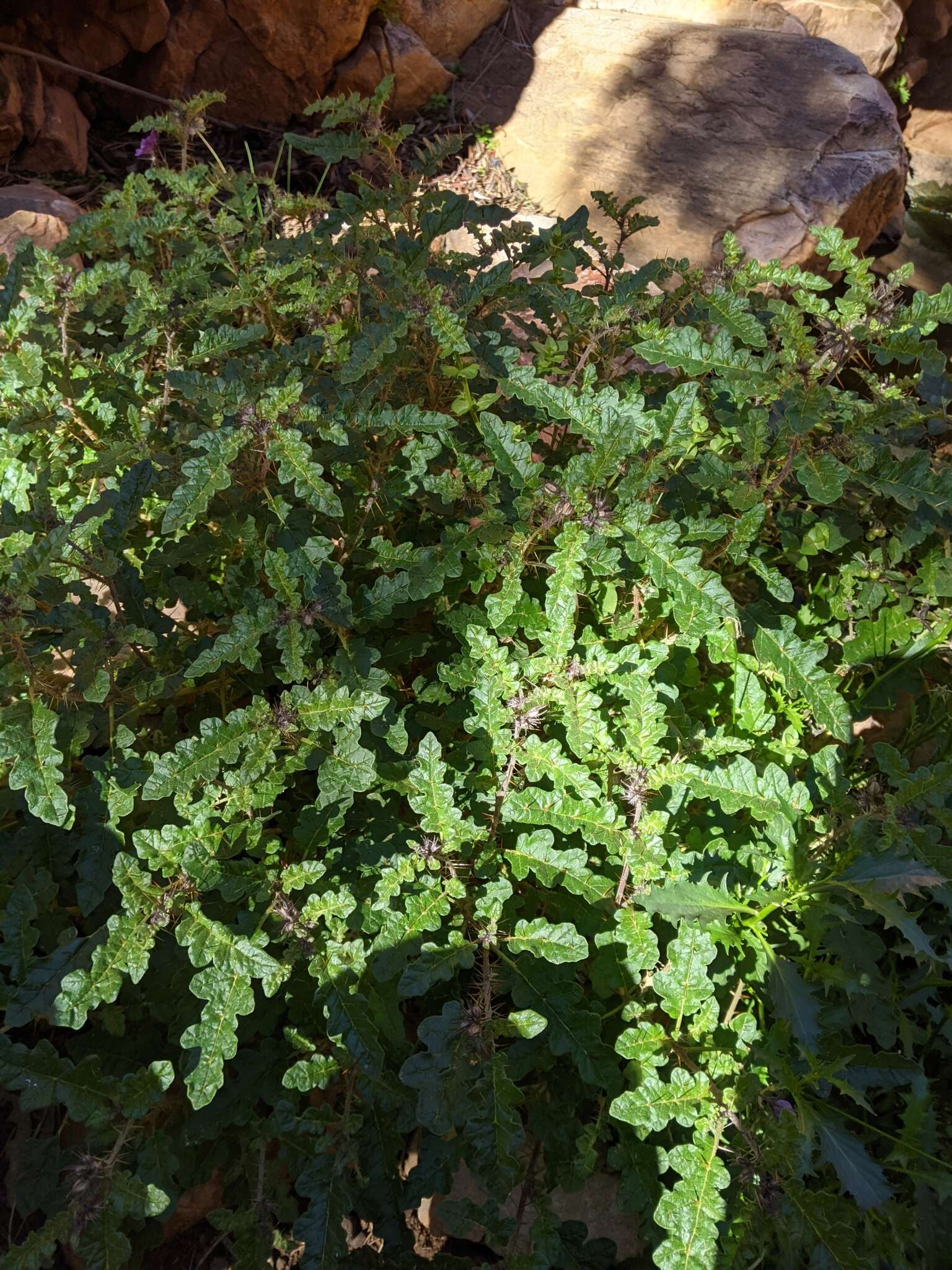 Image of Solanum petrophilum F. Müll.