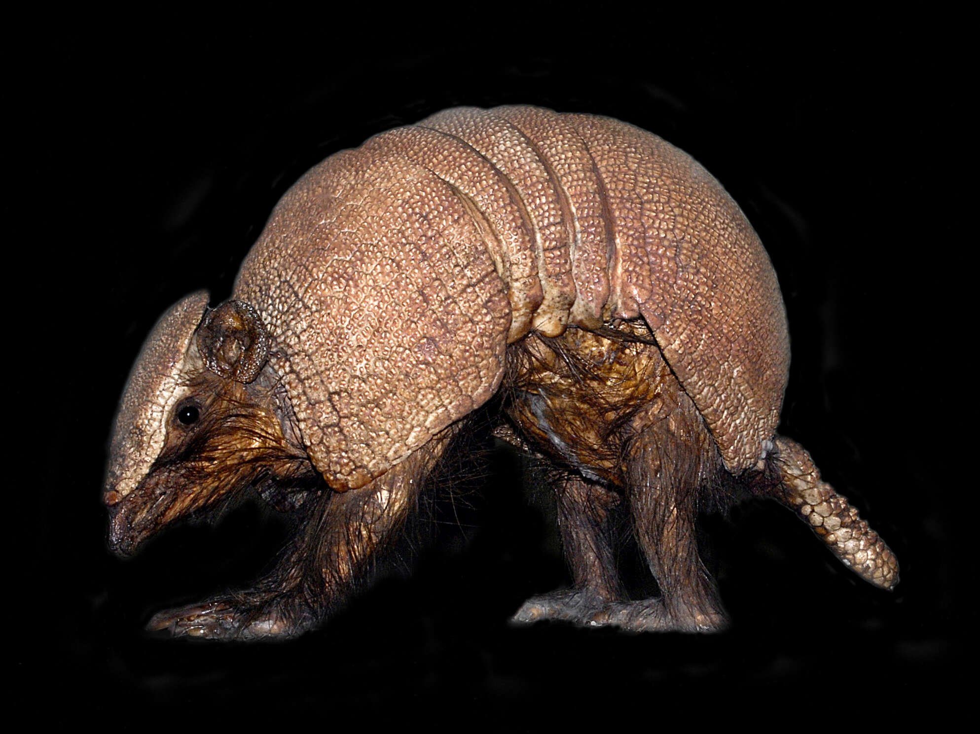 Image of Brazilian Three-banded Armadillo