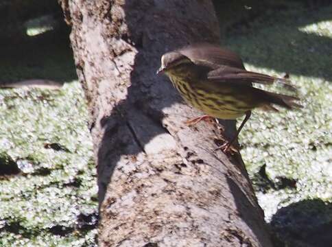 Image of waterthrush