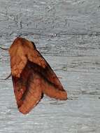 Image of Purple-Lined Sallow