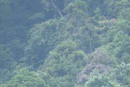 Image of Ashy Wood Pigeon