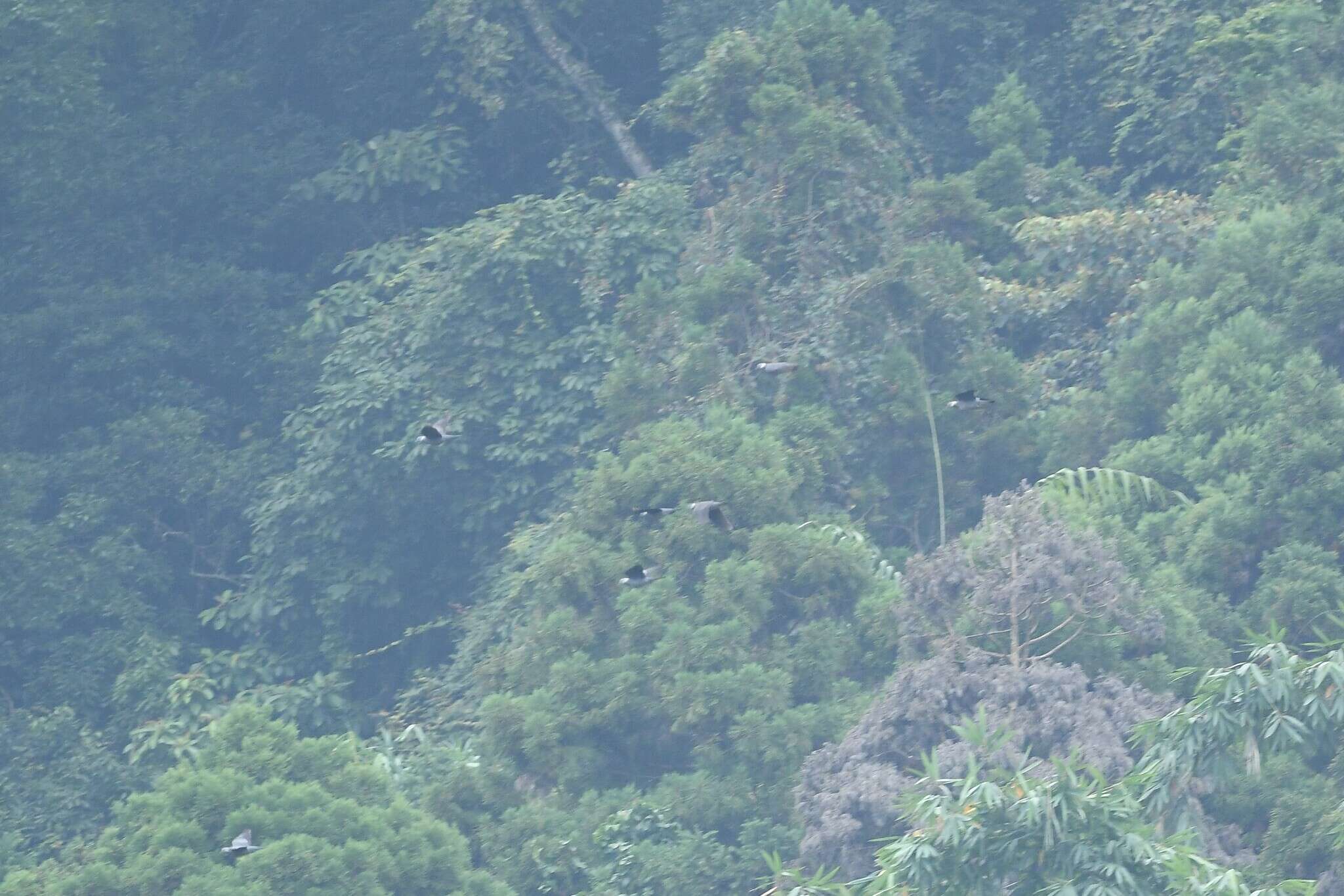 Image of Ashy Wood Pigeon