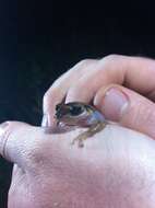 Image of Martinique Robber Frog