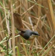 Image of Ashy Prinia