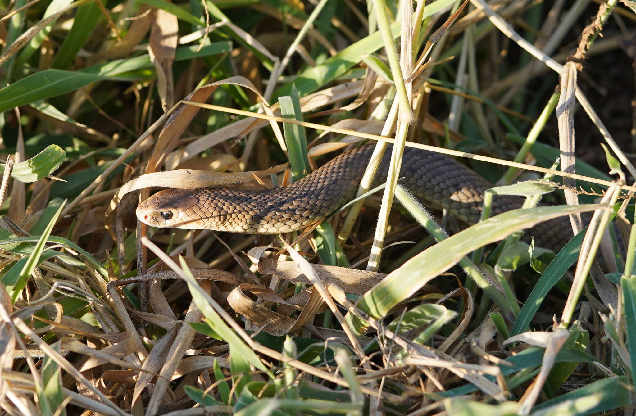 Image of Eastern brown snake