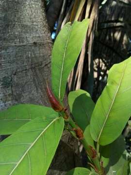 Ficus costaricana (Liebm.) Miq.的圖片