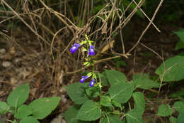 Imagem de Salvia caudata Epling