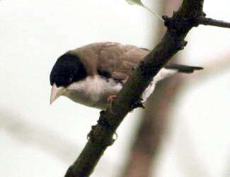 Image of Black-capped Social Weaver