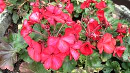 Imagem de Pelargonium hortorum Bailey