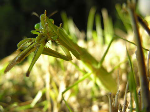 Image of Chinese Mantid