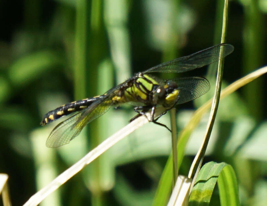 Imagem de Ophiogomphus howei Bromley 1924