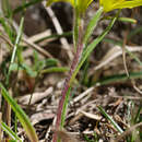 Image of Gagea luberonensis J.-M. Tison