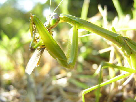 Image of Chinese Mantid