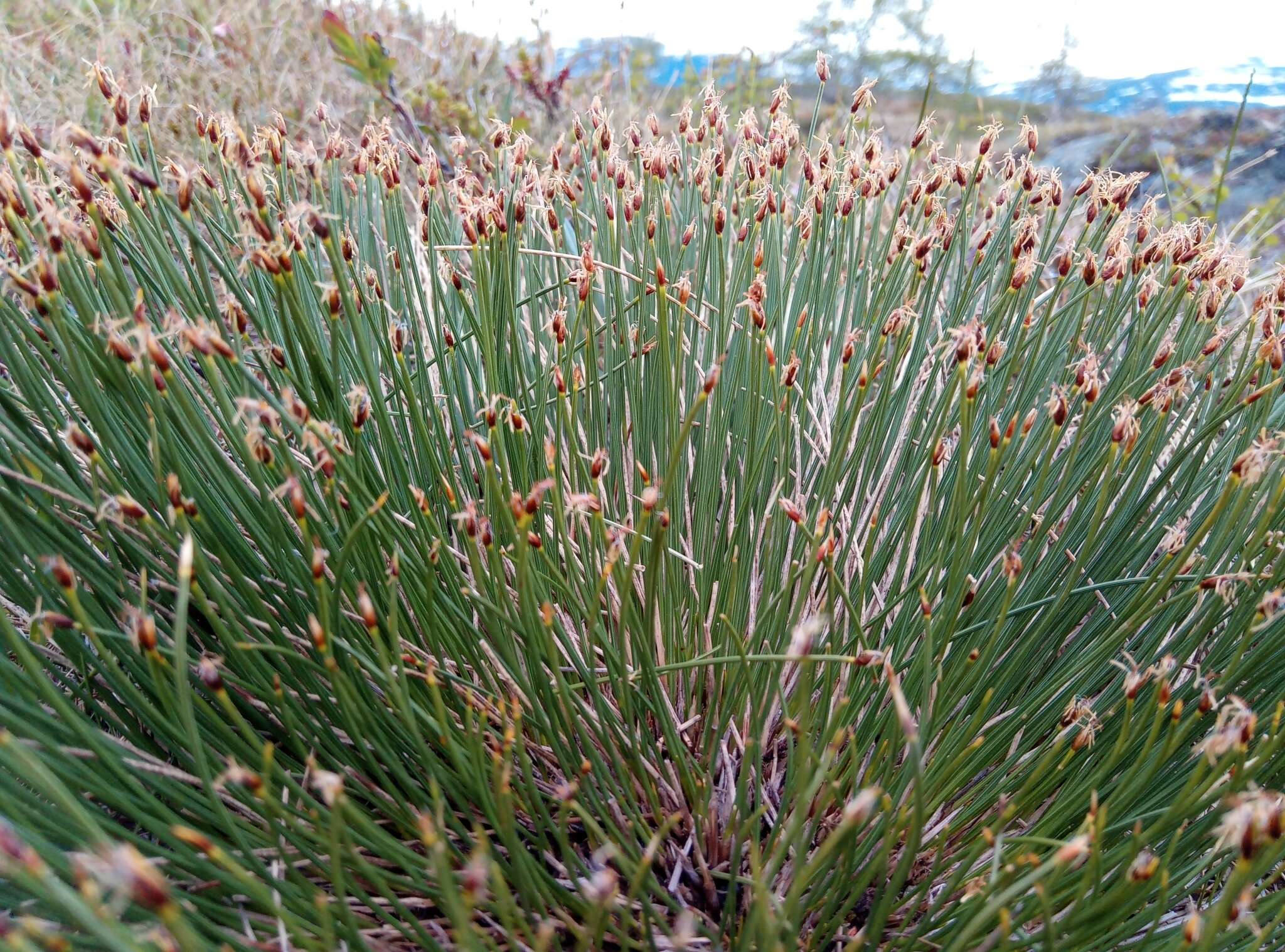 Image of Trichophorum cespitosum subsp. cespitosum