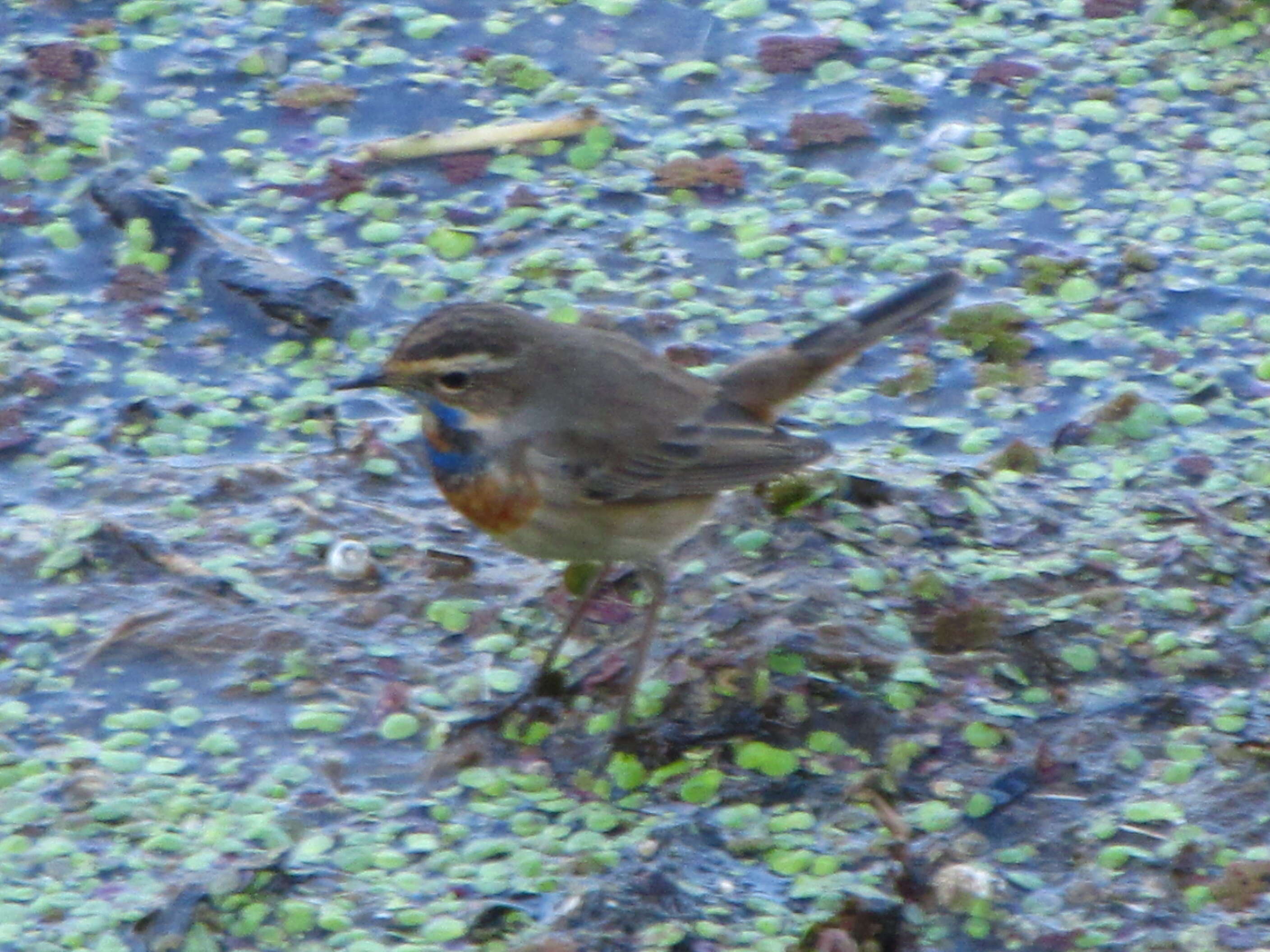 Image of Bluethroat