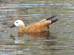 Image of Ruddy Shelduck