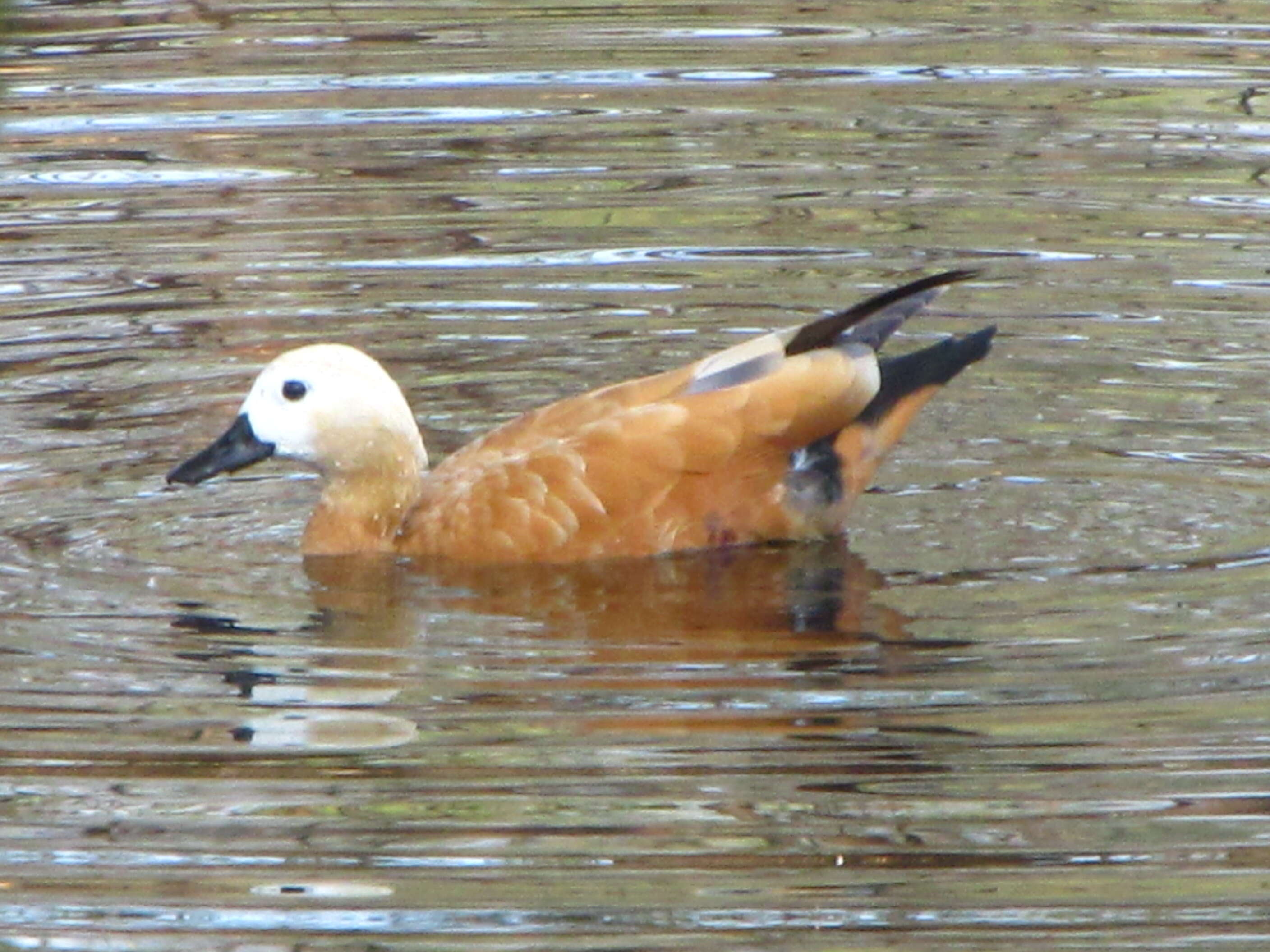 Image of Ruddy Shelduck