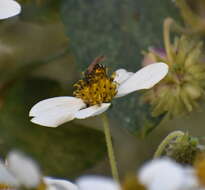 Lasioglossum costale (Vachal 1904) resmi