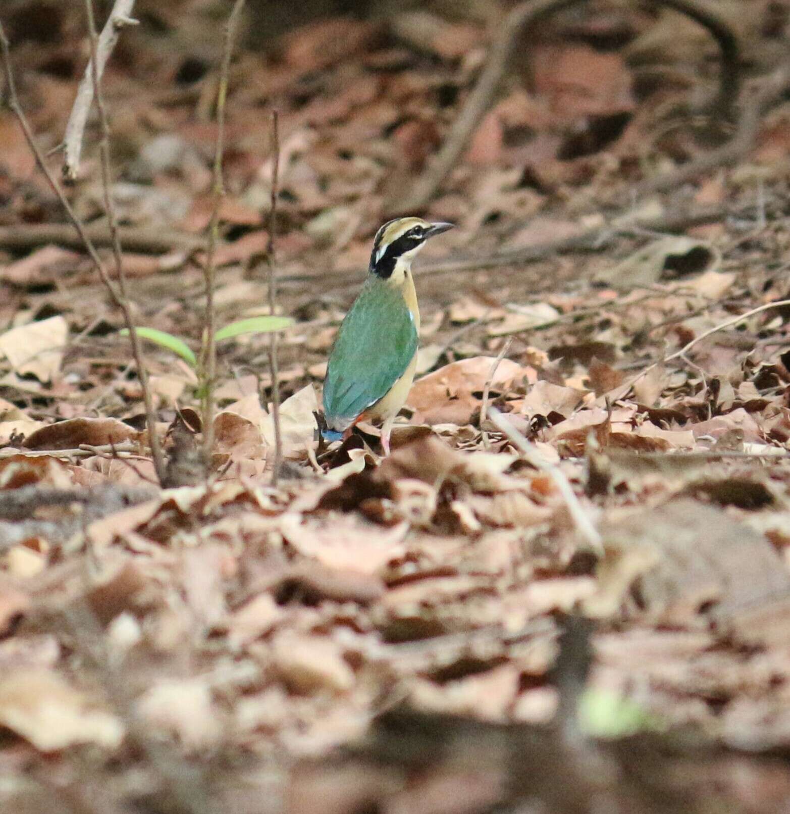 Plancia ëd Pitta brachyura (Linnaeus 1766)