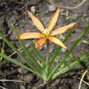 Image of Duthiastrum linifolium (E. Phillips) M. P. de Vos