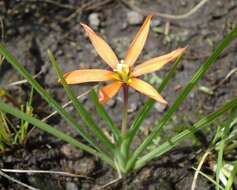 Image of Duthiastrum linifolium (E. Phillips) M. P. de Vos