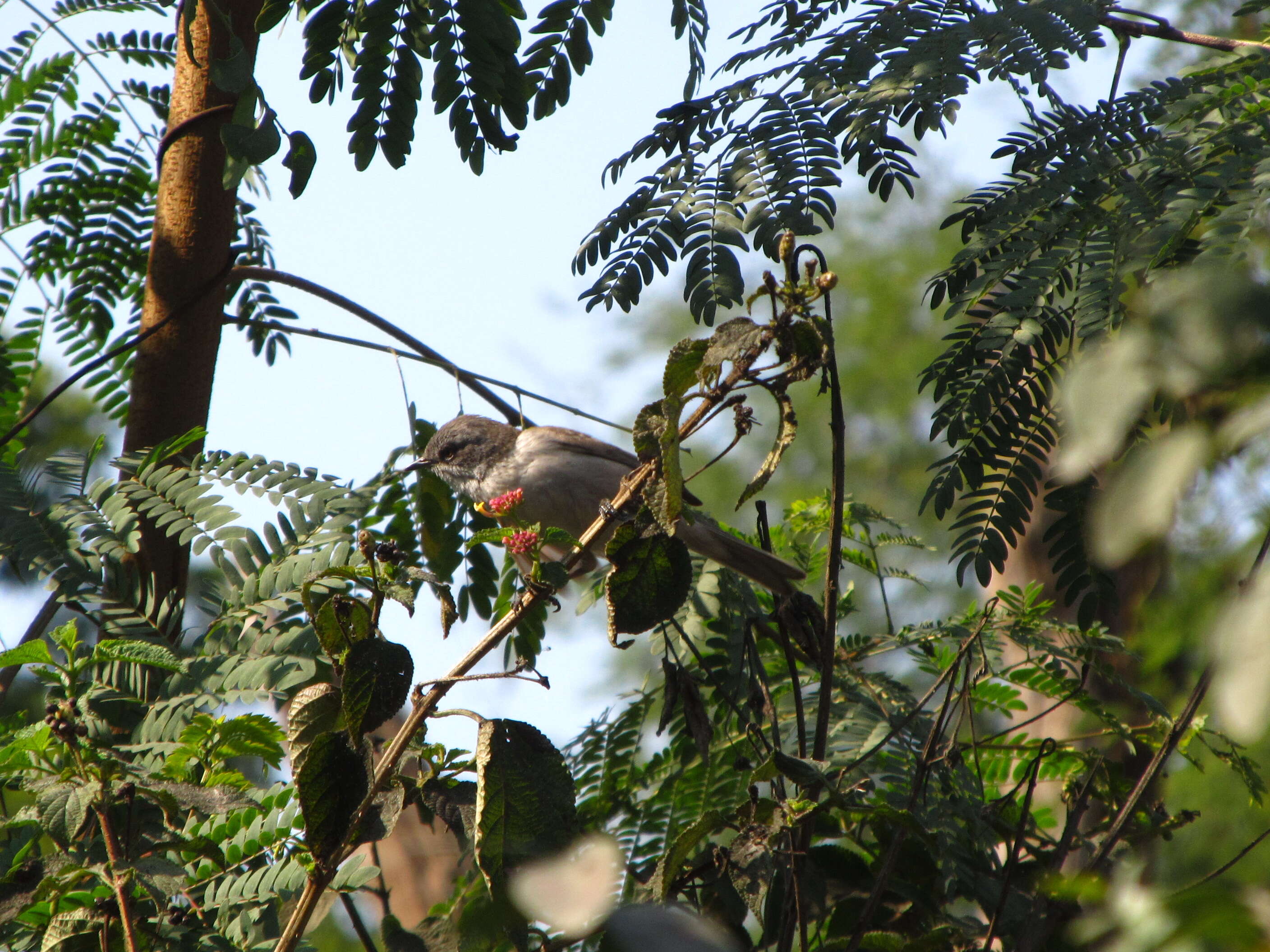 Image of Rusty-tailed Flycatcher