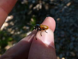 Imagem de <i>Labidostomis taxicornis</i>