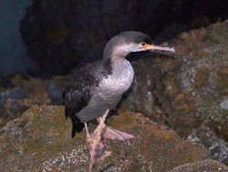 Image of Spotted Shag