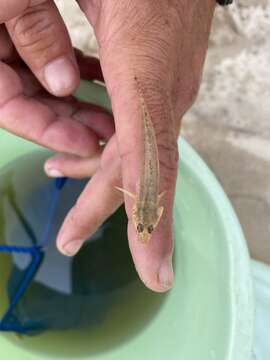 Image of Brown goby